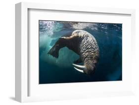 Underwater View of Walrus, Hudson Bay, Nunavut, Canada-Paul Souders-Framed Photographic Print