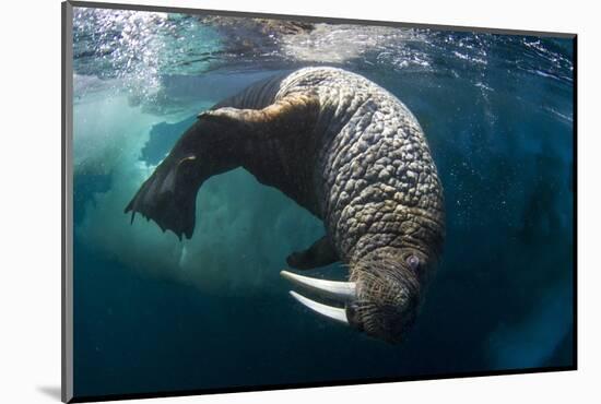 Underwater View of Walrus, Hudson Bay, Nunavut, Canada-Paul Souders-Mounted Photographic Print