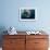 Underwater View of Walrus, Hudson Bay, Nunavut, Canada-Paul Souders-Framed Photographic Print displayed on a wall