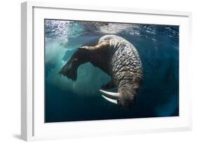 Underwater View of Walrus, Hudson Bay, Nunavut, Canada-Paul Souders-Framed Photographic Print