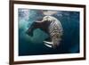 Underwater View of Walrus, Hudson Bay, Nunavut, Canada-Paul Souders-Framed Photographic Print