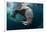 Underwater View of Walrus, Hudson Bay, Nunavut, Canada-Paul Souders-Framed Photographic Print