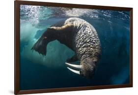 Underwater View of Walrus, Hudson Bay, Nunavut, Canada-Paul Souders-Framed Photographic Print