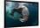 Underwater View of Walrus, Hudson Bay, Nunavut, Canada-Paul Souders-Framed Photographic Print