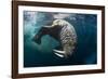 Underwater View of Walrus, Hudson Bay, Nunavut, Canada-Paul Souders-Framed Photographic Print