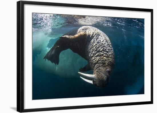 Underwater View of Walrus, Hudson Bay, Nunavut, Canada-Paul Souders-Framed Photographic Print