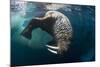 Underwater View of Walrus, Hudson Bay, Nunavut, Canada-Paul Souders-Mounted Photographic Print