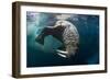 Underwater View of Walrus, Hudson Bay, Nunavut, Canada-Paul Souders-Framed Photographic Print