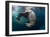 Underwater View of Walrus, Hudson Bay, Nunavut, Canada-Paul Souders-Framed Photographic Print