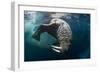 Underwater View of Walrus, Hudson Bay, Nunavut, Canada-Paul Souders-Framed Photographic Print