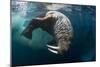 Underwater View of Walrus, Hudson Bay, Nunavut, Canada-Paul Souders-Mounted Photographic Print