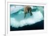 Underwater View of Walrus, Hudson Bay, Nunavut, Canada-Paul Souders-Framed Photographic Print