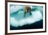 Underwater View of Walrus, Hudson Bay, Nunavut, Canada-Paul Souders-Framed Photographic Print