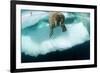 Underwater View of Walrus, Hudson Bay, Nunavut, Canada-Paul Souders-Framed Photographic Print