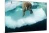 Underwater View of Walrus, Hudson Bay, Nunavut, Canada-Paul Souders-Mounted Photographic Print