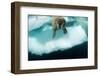 Underwater View of Walrus, Hudson Bay, Nunavut, Canada-Paul Souders-Framed Photographic Print