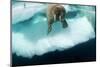 Underwater View of Walrus, Hudson Bay, Nunavut, Canada-Paul Souders-Mounted Photographic Print