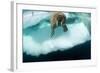 Underwater View of Walrus, Hudson Bay, Nunavut, Canada-Paul Souders-Framed Photographic Print