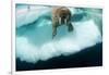 Underwater View of Walrus, Hudson Bay, Nunavut, Canada-Paul Souders-Framed Photographic Print