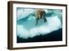 Underwater View of Walrus, Hudson Bay, Nunavut, Canada-Paul Souders-Framed Photographic Print