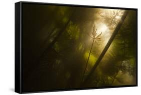 Underwater View of White Water Lily Roots (Nymphaea Alba) and Pond Weed, Gornje Podunavlje, Serbia-Smit-Framed Stretched Canvas