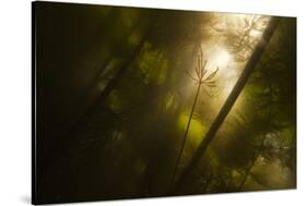 Underwater View of White Water Lily Roots (Nymphaea Alba) and Pond Weed, Gornje Podunavlje, Serbia-Smit-Stretched Canvas