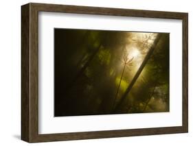 Underwater View of White Water Lily Roots (Nymphaea Alba) and Pond Weed, Gornje Podunavlje, Serbia-Smit-Framed Photographic Print