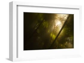 Underwater View of White Water Lily Roots (Nymphaea Alba) and Pond Weed, Gornje Podunavlje, Serbia-Smit-Framed Photographic Print