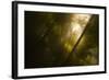 Underwater View of White Water Lily Roots (Nymphaea Alba) and Pond Weed, Gornje Podunavlje, Serbia-Smit-Framed Photographic Print