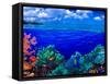 Underwater View of Yellowbar Angelfish (Pomacanthus Maculosus) with Tiger Grouper (Mycteroperca ...-null-Framed Stretched Canvas