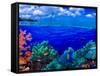 Underwater View of Yellowbar Angelfish (Pomacanthus Maculosus) with Tiger Grouper (Mycteroperca ...-null-Framed Stretched Canvas