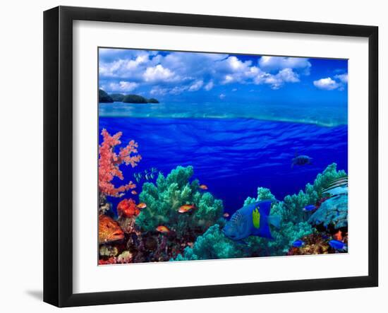 Underwater View of Yellowbar Angelfish (Pomacanthus Maculosus) with Tiger Grouper (Mycteroperca ...-null-Framed Premium Photographic Print