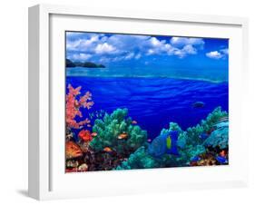 Underwater View of Yellowbar Angelfish (Pomacanthus Maculosus) with Tiger Grouper (Mycteroperca ...-null-Framed Photographic Print