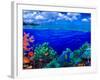 Underwater View of Yellowbar Angelfish (Pomacanthus Maculosus) with Tiger Grouper (Mycteroperca ...-null-Framed Photographic Print