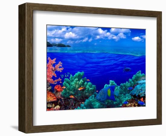 Underwater View of Yellowbar Angelfish (Pomacanthus Maculosus) with Tiger Grouper (Mycteroperca ...-null-Framed Photographic Print