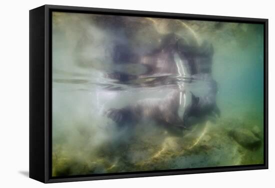 Underwater Walrus and Calf in Hudson Bay, Nunavut, Canada-Paul Souders-Framed Stretched Canvas