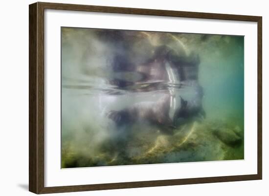 Underwater Walrus and Calf in Hudson Bay, Nunavut, Canada-Paul Souders-Framed Photographic Print