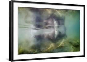 Underwater Walrus and Calf in Hudson Bay, Nunavut, Canada-Paul Souders-Framed Photographic Print