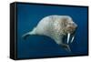 Underwater Walrus, Hudson Bay, Nunavut, Canada-Paul Souders-Framed Stretched Canvas