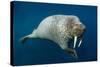 Underwater Walrus, Hudson Bay, Nunavut, Canada-Paul Souders-Stretched Canvas