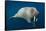 Underwater Walrus, Hudson Bay, Nunavut, Canada-Paul Souders-Framed Stretched Canvas