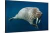 Underwater Walrus, Hudson Bay, Nunavut, Canada-Paul Souders-Stretched Canvas