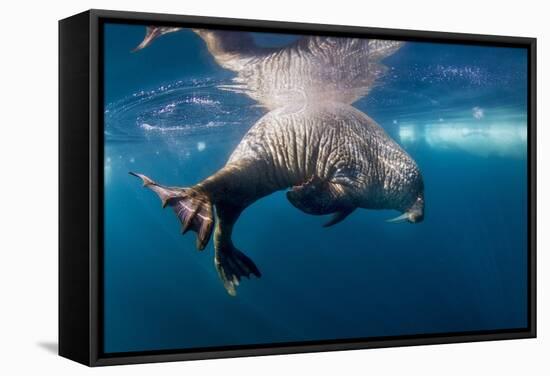 Underwater Walrus, Hudson Bay, Nunavut, Canada-Paul Souders-Framed Stretched Canvas