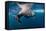 Underwater Walrus, Hudson Bay, Nunavut, Canada-Paul Souders-Framed Stretched Canvas