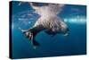 Underwater Walrus, Hudson Bay, Nunavut, Canada-Paul Souders-Stretched Canvas