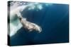 Underwater Walrus, Hudson Bay, Nunavut, Canada-Paul Souders-Stretched Canvas