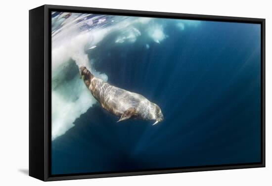 Underwater Walrus, Hudson Bay, Nunavut, Canada-Paul Souders-Framed Stretched Canvas