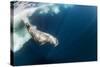 Underwater Walrus, Hudson Bay, Nunavut, Canada-Paul Souders-Stretched Canvas