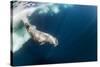 Underwater Walrus, Hudson Bay, Nunavut, Canada-Paul Souders-Stretched Canvas