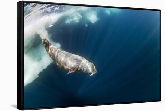 Underwater Walrus, Hudson Bay, Nunavut, Canada-Paul Souders-Framed Stretched Canvas